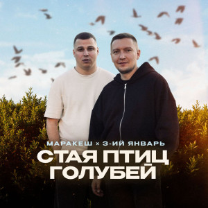 Стая птиц голубей — Маракеш, 3-ий Январь